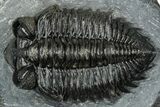 Detailed Coltraneia Trilobite Fossil - Huge Faceted Eyes #328572-2